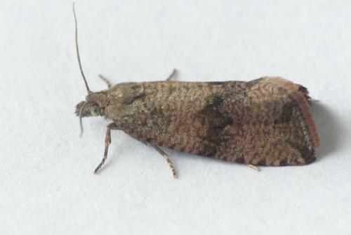 Réf. 256 635 : Celypha striana